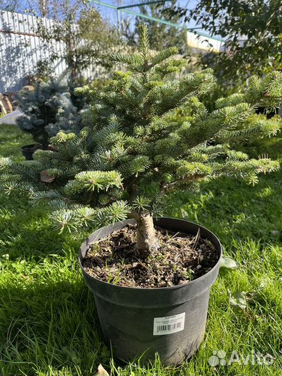 Пихта гибридная Дискус,с 10