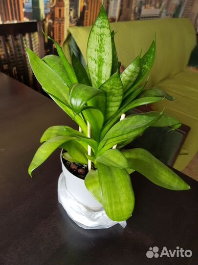 Сансевиерия