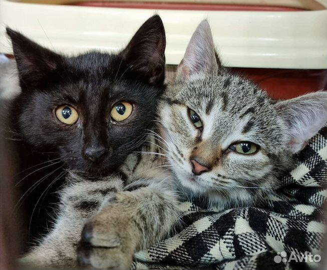 Кошка в дар бесплатно