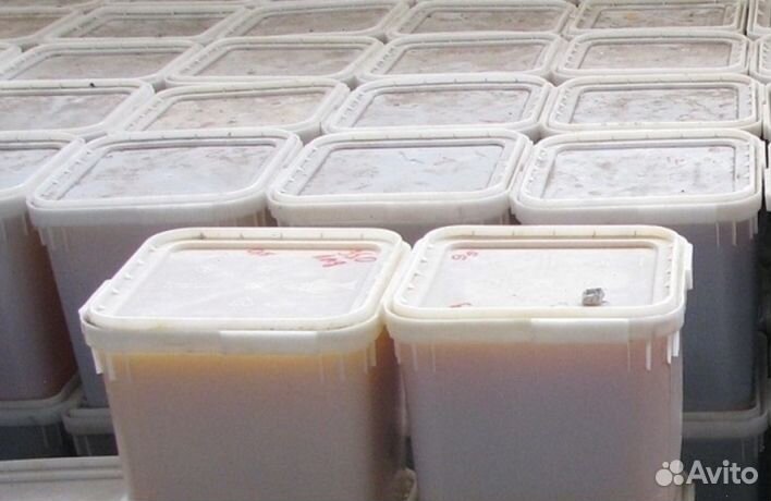 Мед натуральный Алтайский опт. минимально 16 кг