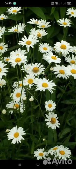 Цветы из своего сада