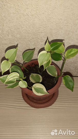 Хойи Мирт Пеперомия