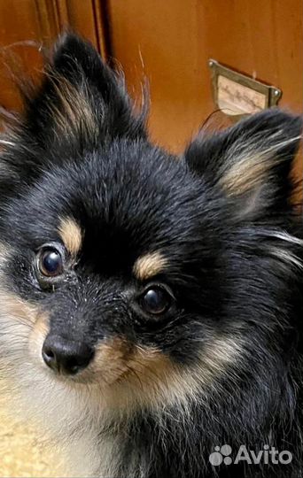 Выгульщик собак