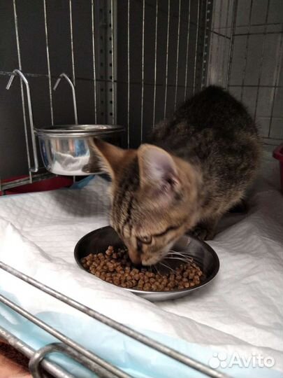 Кошка в дар бесплатно