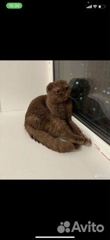 Британская кошка объявление продам