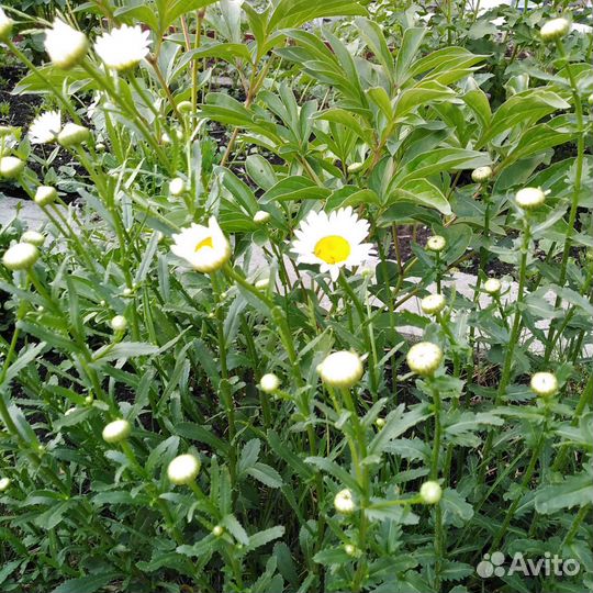 Цветы многолетние из своего сада