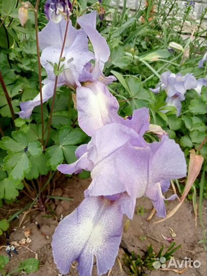 Хризантема