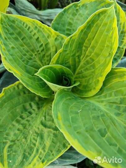 Хоста сортовая BigDaddi и другие