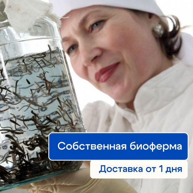 Пиявки лечебные