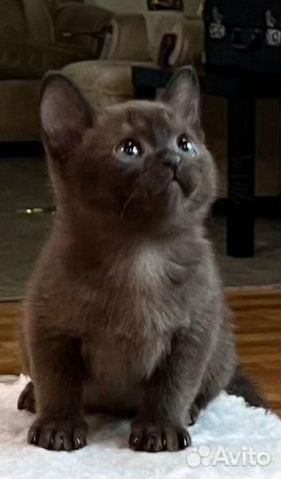 Бурманская