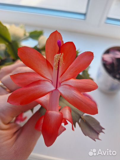 Декабрист шлюмбергера