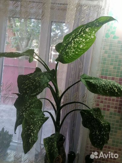 Диффенбахия