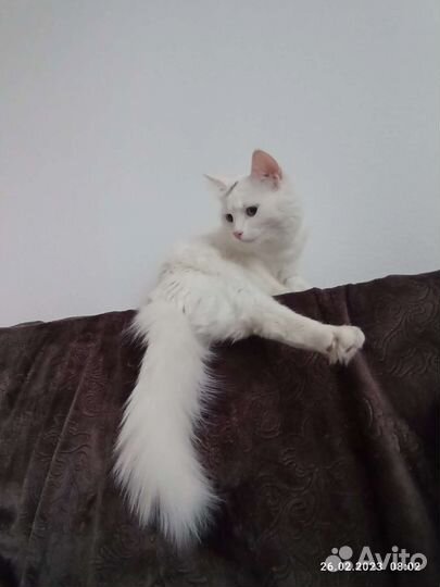 Кошка для съёмок