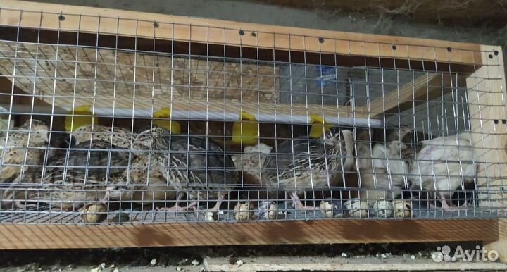 Перепелки несушки