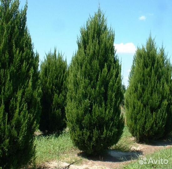 Можжевельник Спартан