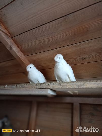 Продажа голубей