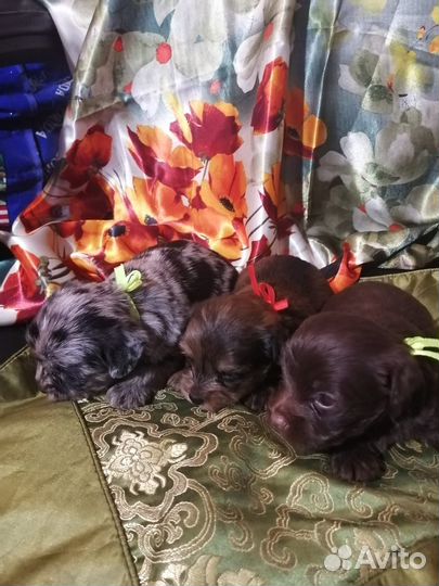 Эксклюзивные щеночки йорка редчайших окрасов