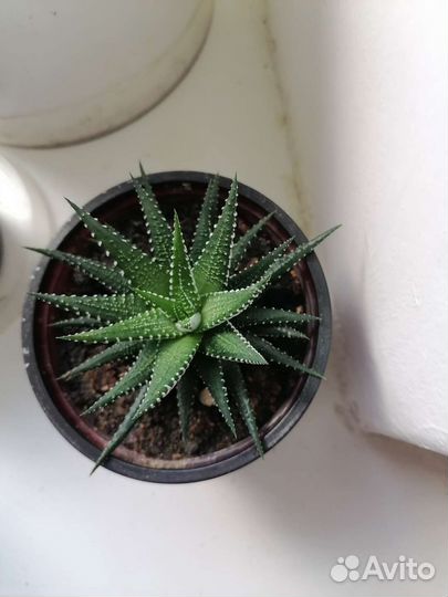 Суккуленты