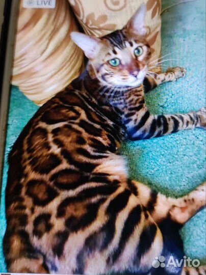 Бенгальский кот (вязка)