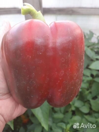 Рассада перцы