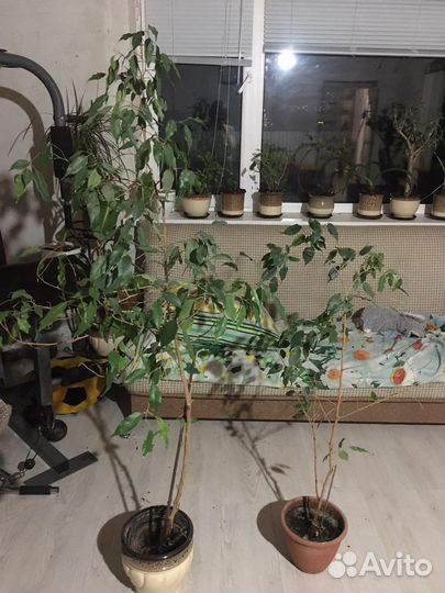 Фикус бенджамина