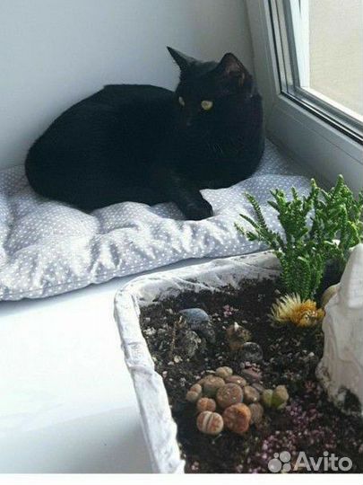 Матрасики для животных и лежанки