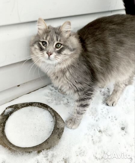 Котик Серый