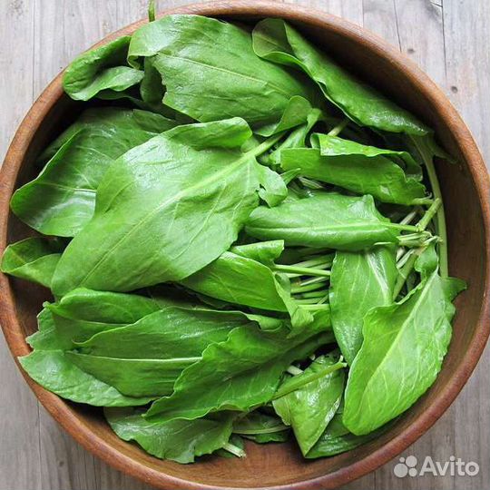 Суворовский лук