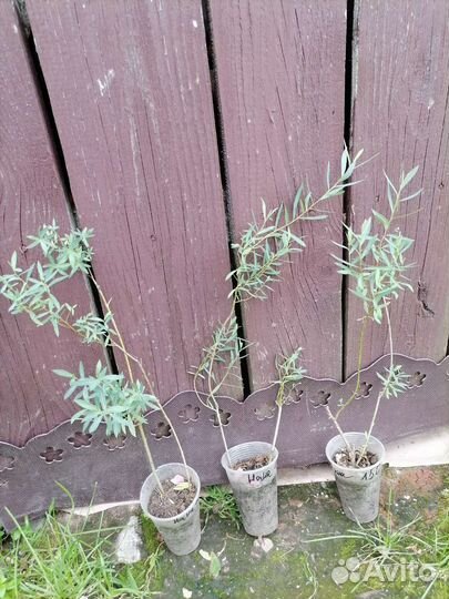 Ива нана, ива извилистая