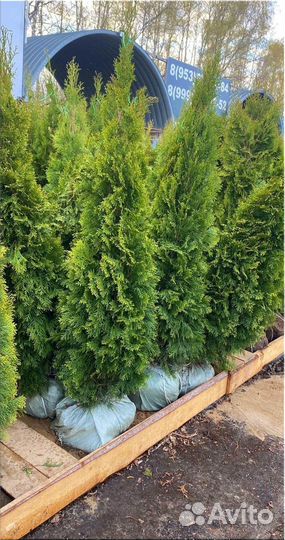 Туя Смарагд/Оптом