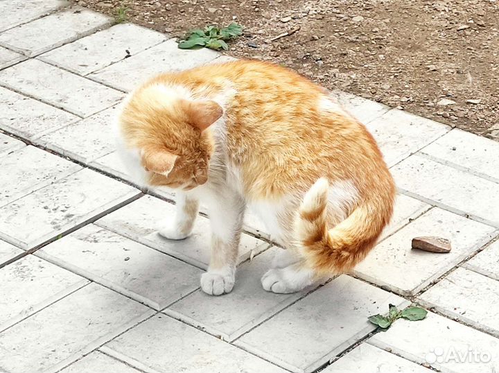 Кошки в добрые руки бесплатно