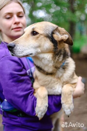 Собака в добрые руки