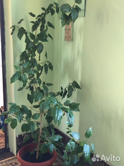 Гибискус растение