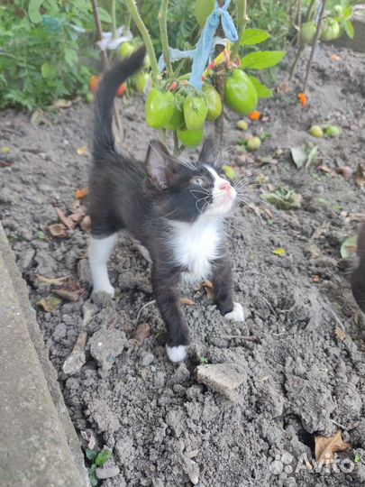 Милые Котята бесплатно