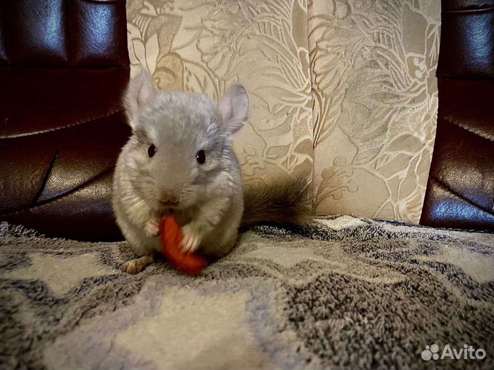 Шиншилла