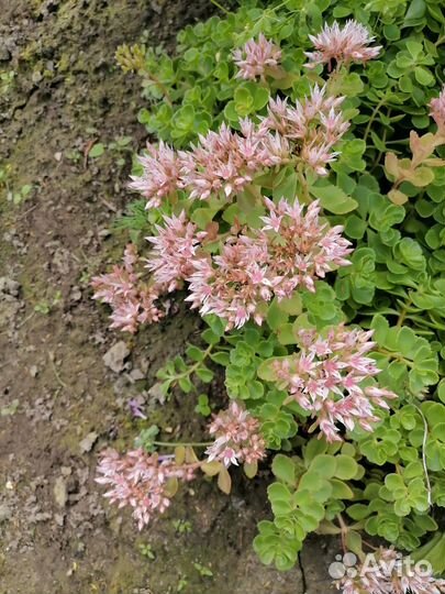 Многолетники Монарда Очиток Золотой корень Мята