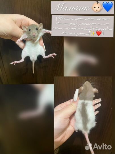 Крыса дамбо хаски