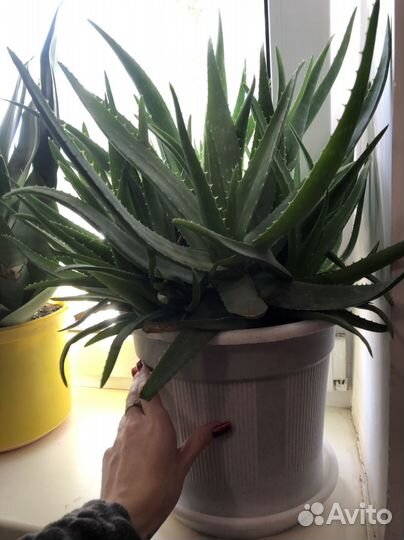 Комнатные растения цветы