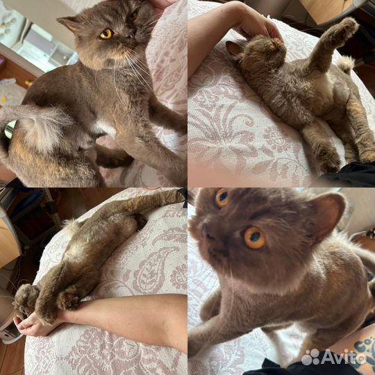 Британская кошка