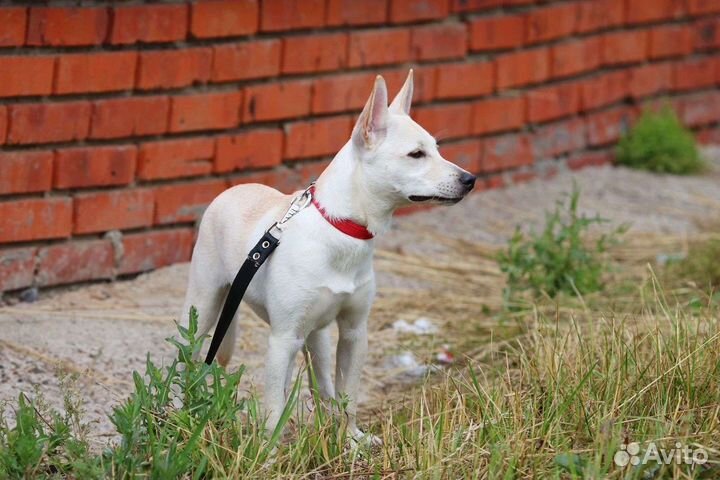 Щенок в семью