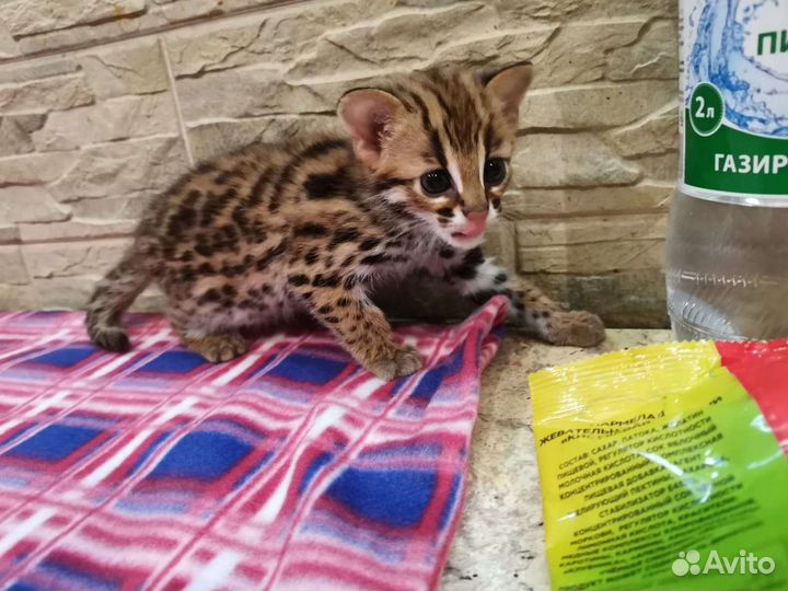 Алк только родились. Леопардовые азиатские кошки