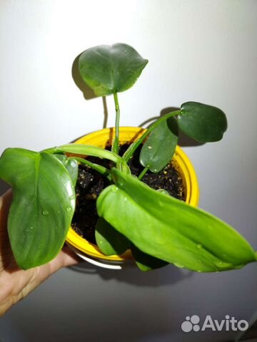 Филодендрон лимон лайм