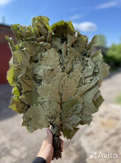 Кавказский дубовый веник