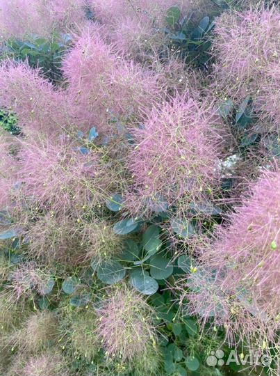 Скумпия кожевенная