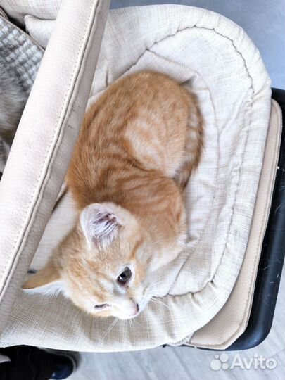 Отдам котят в добрые руки