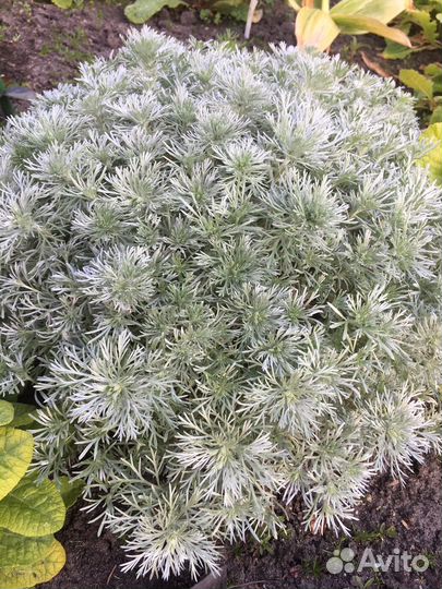 Цветы для сада