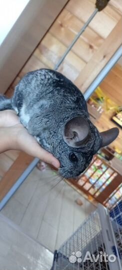 Продаются шиншиллы