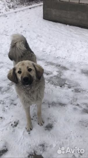 Самая добрая собачка в мире
