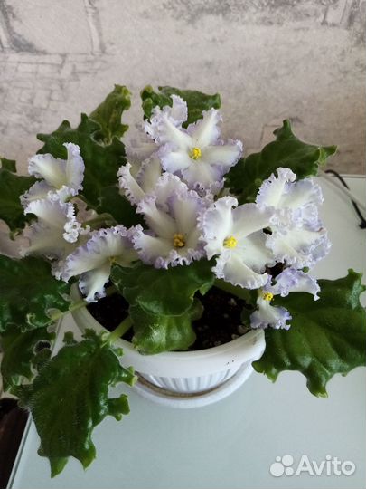 Листики сортовых фиалок