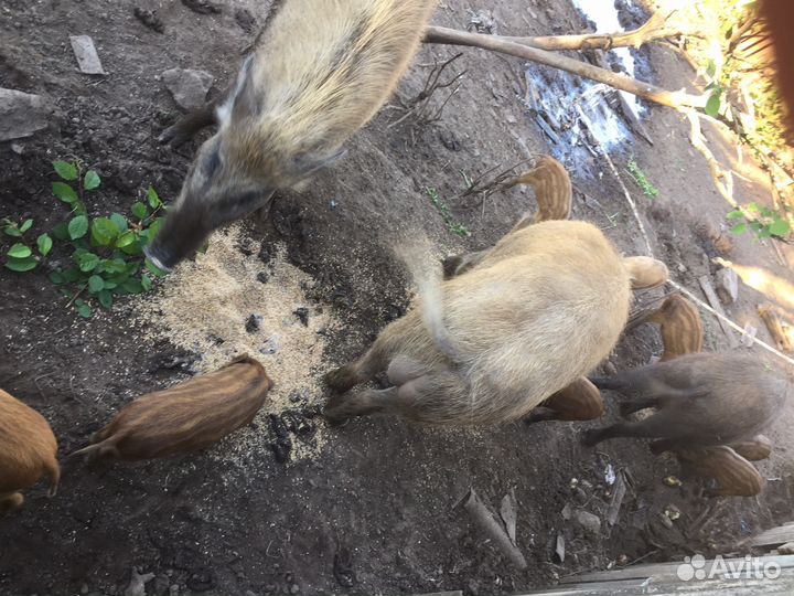 Кабан дюрки кабанчики